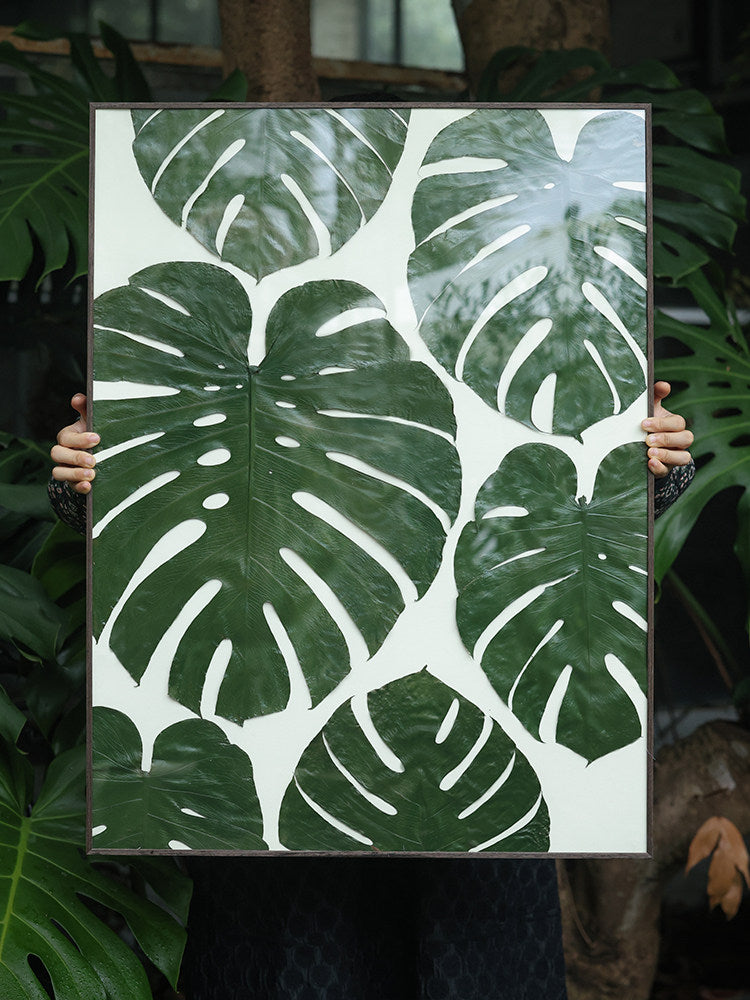 Giant Monstera Deliciosa Botanical Specimen Art — 20-Year Aged Leaf, Color-Preserved | 60×80cm