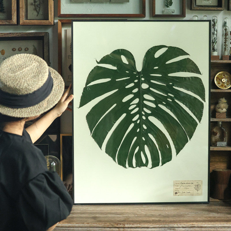 Giant Monstera Deliciosa Botanical Specimen Art — 20-Year Aged Leaf, Color-Preserved | 60×80cm