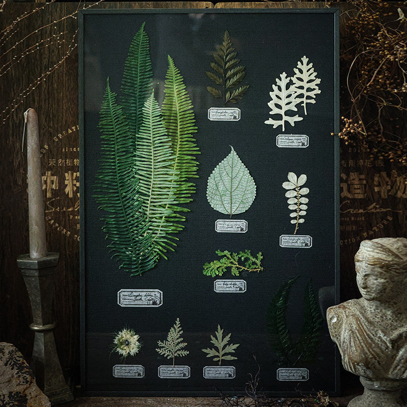 Night Garden Botanical Specimen Art — Multi-Species, Color-Preserved | Black Linen Background