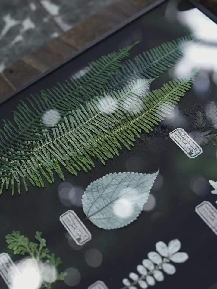 Night Garden Botanical Specimen Art — Multi-Species, Color-Preserved | Black Linen Background
