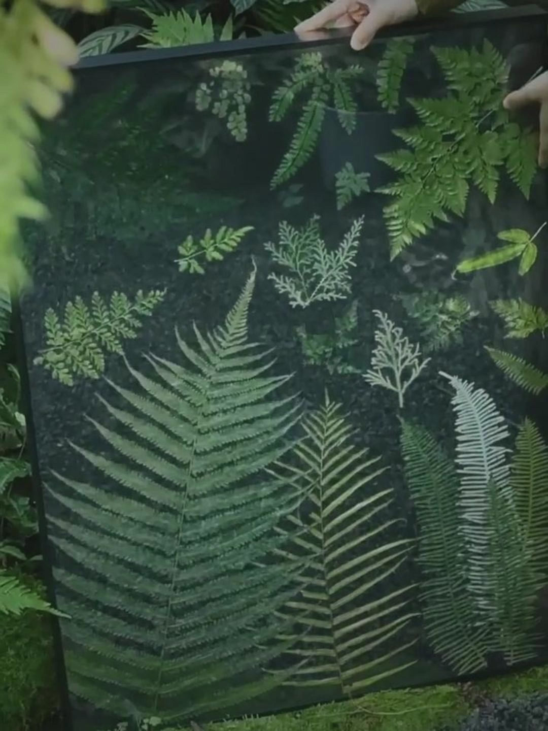 Natural Fern Botanical Specimen Wall Art — Wooden Base, Acrylic Press & Black Aluminium Frame