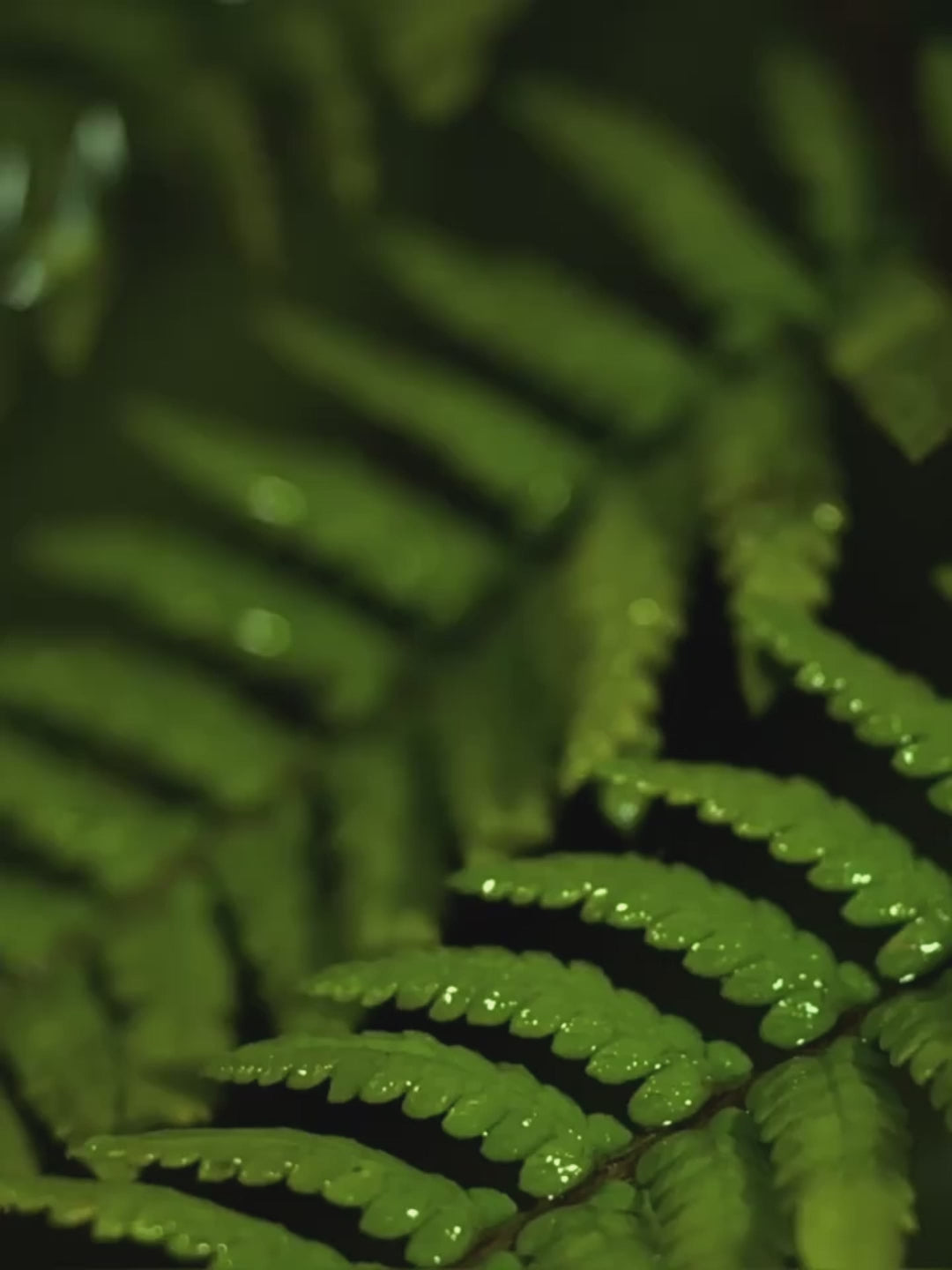 Handcrafted Boxwood Leaf Aromatherapy Diffuser | Car & Home | Natural Botanical Specimen