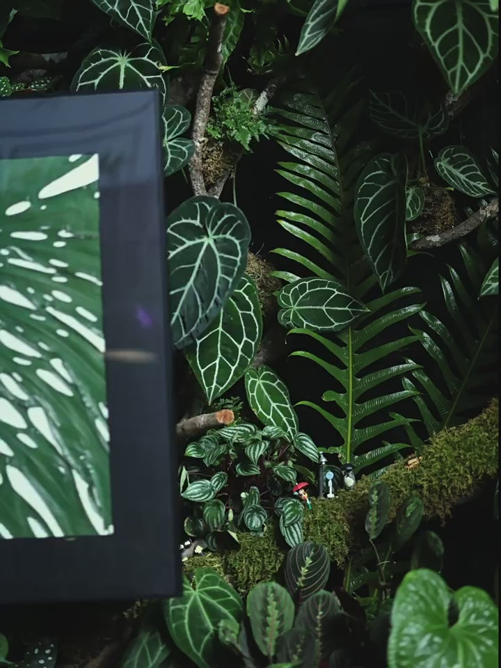 Giant Monstera Deliciosa Botanical Specimen Art — 20-Year Aged Leaf, Color-Preserved | 60×80cm